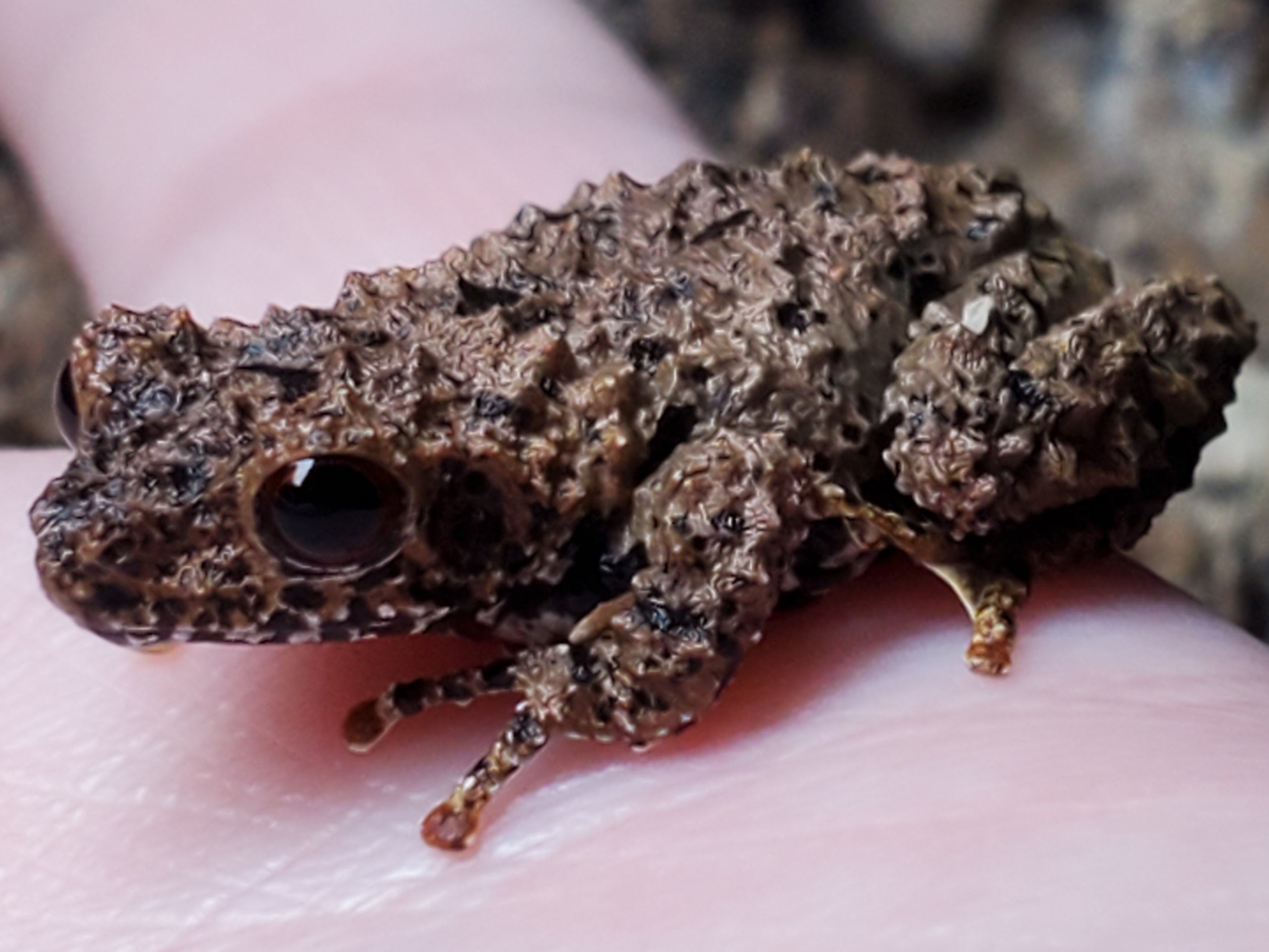 Chinese Micro Mossy Frog (Theloderma rhododiscus)