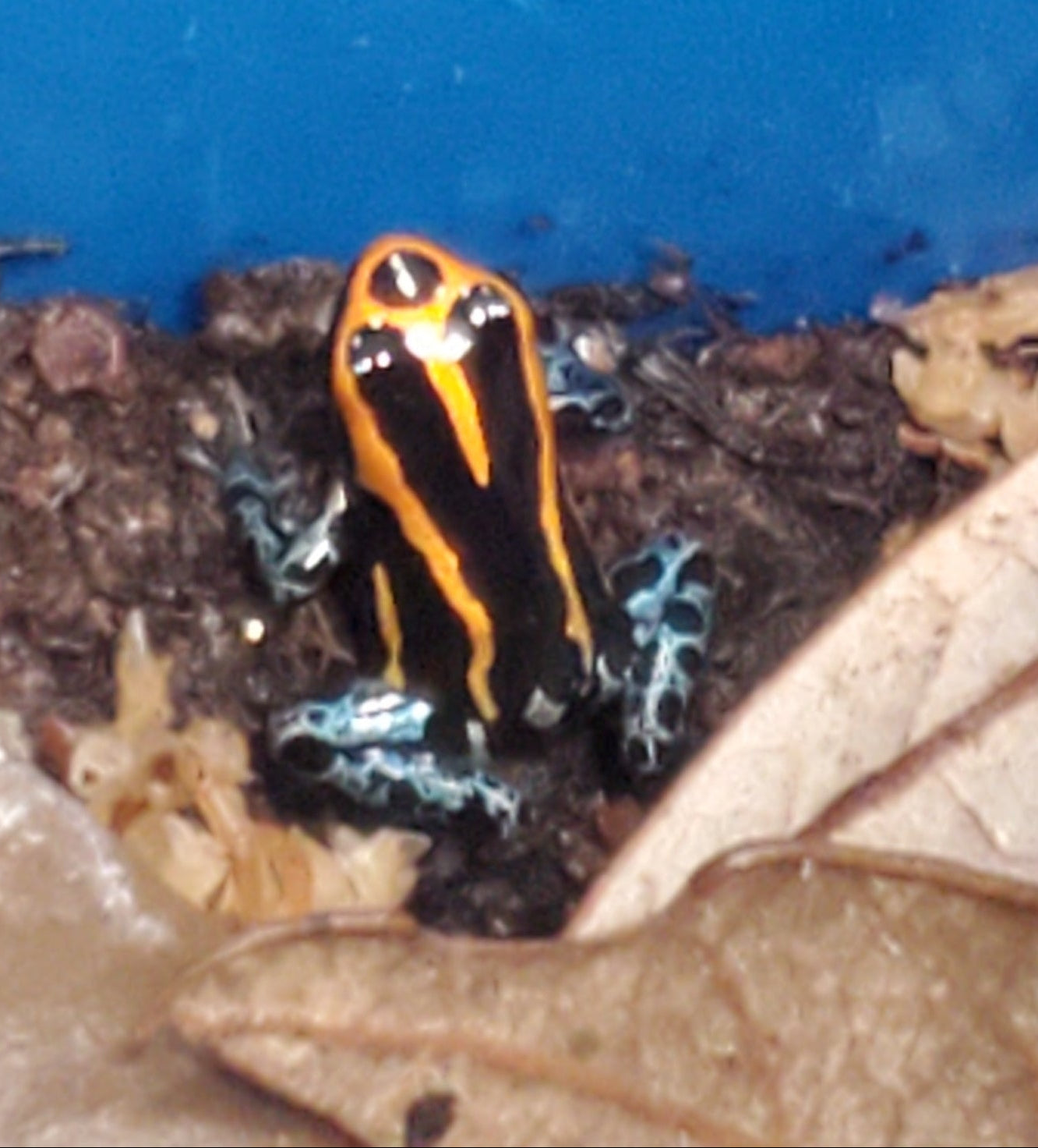 Ranitomeya amazonica "Iquitos"