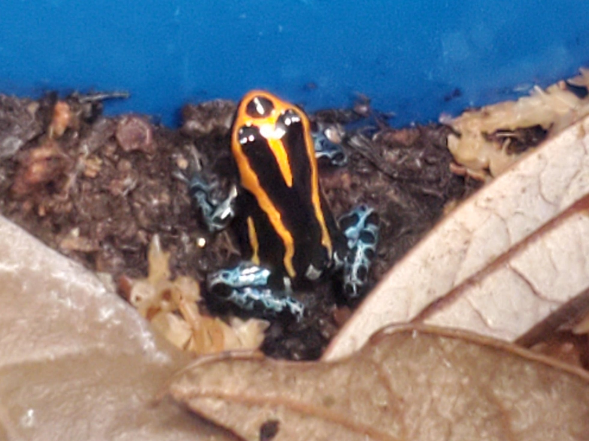 Ranitomeya amazonica "Iquitos"