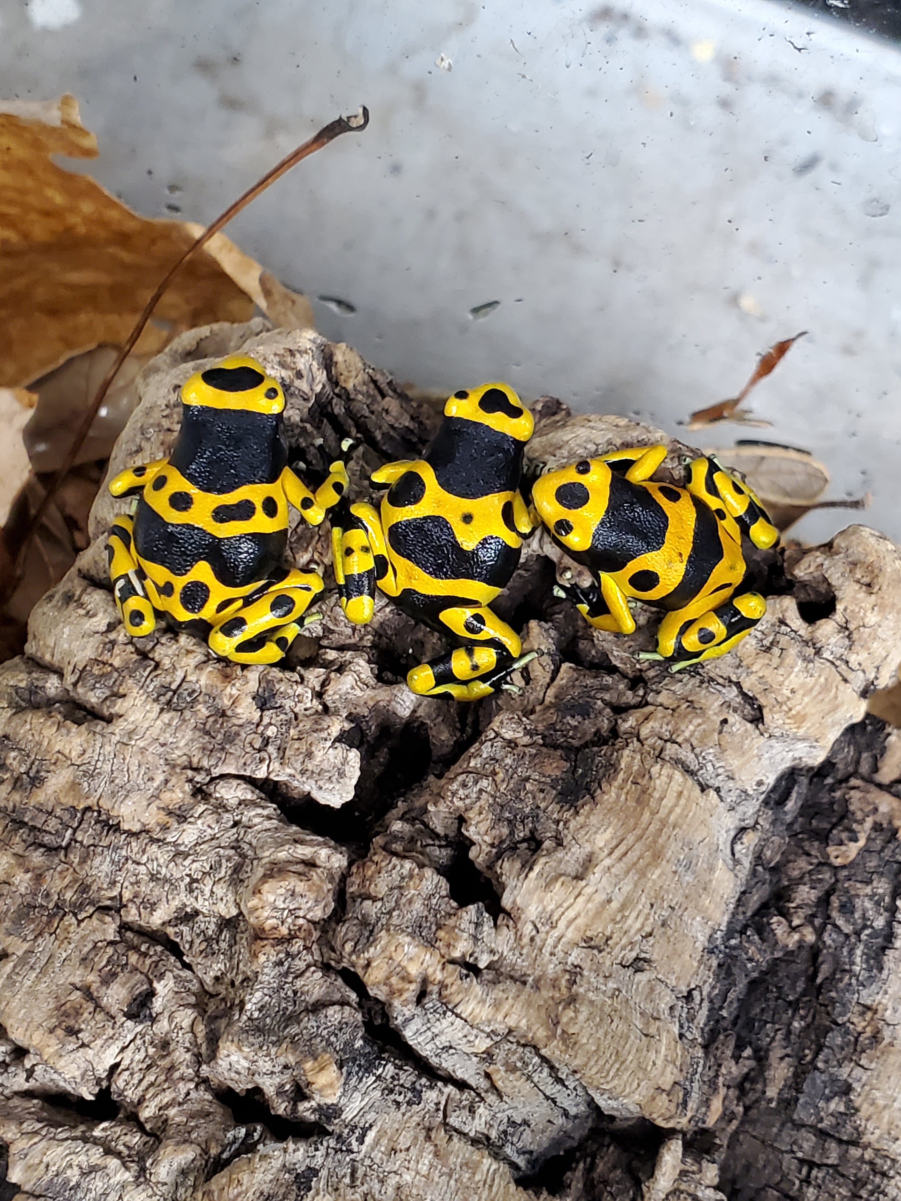 Dendrobates leucomelas - Bumblebee Dart Frog