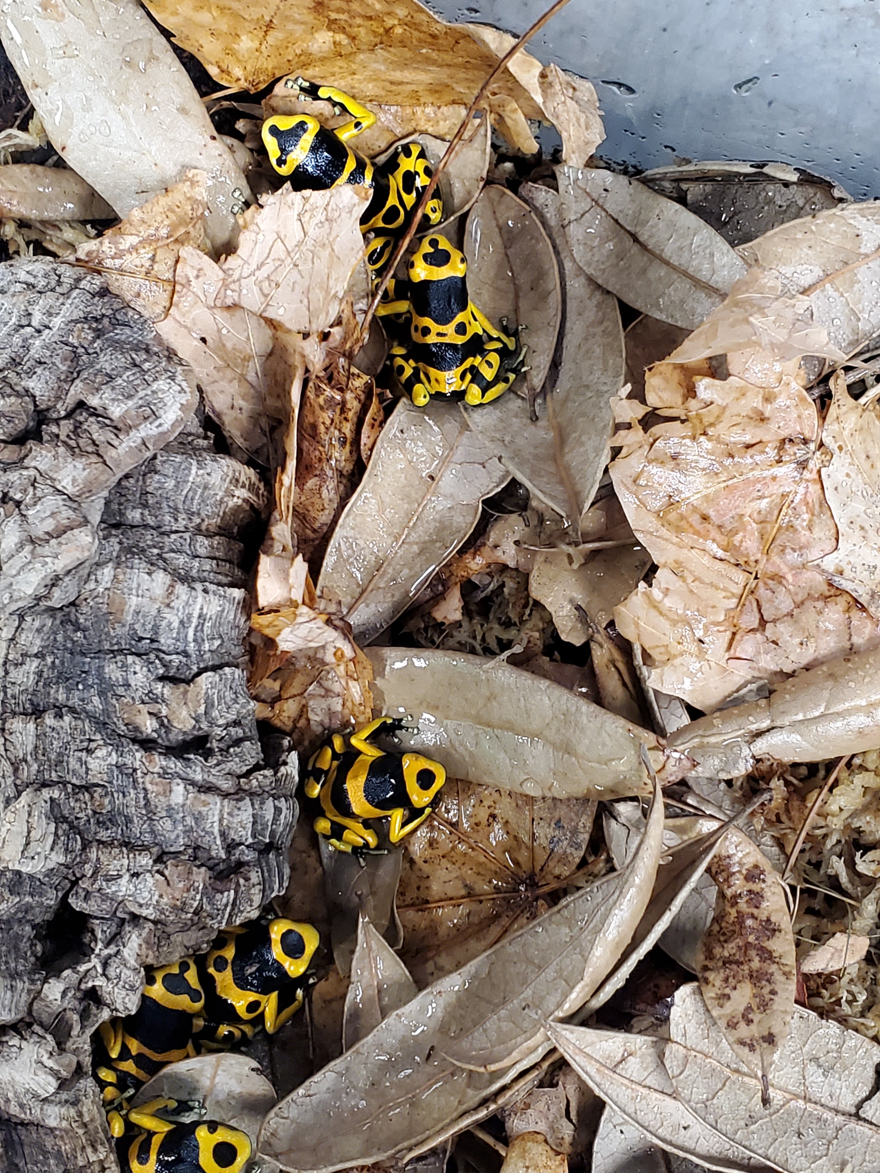 Dendrobates leucomelas - Bumblebee Dart Frog