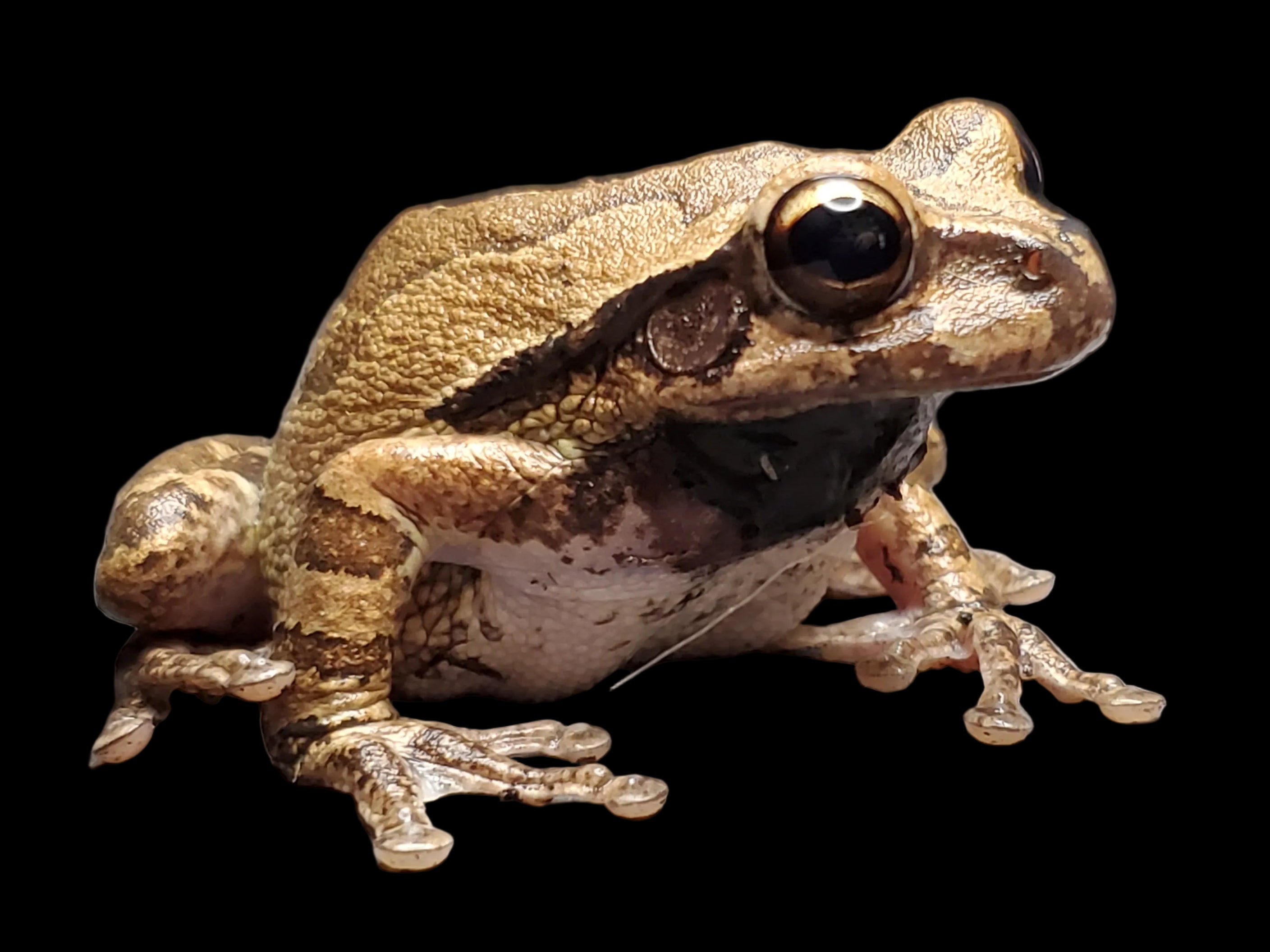 Masked Tree Frog (Smilisca phaeota)
