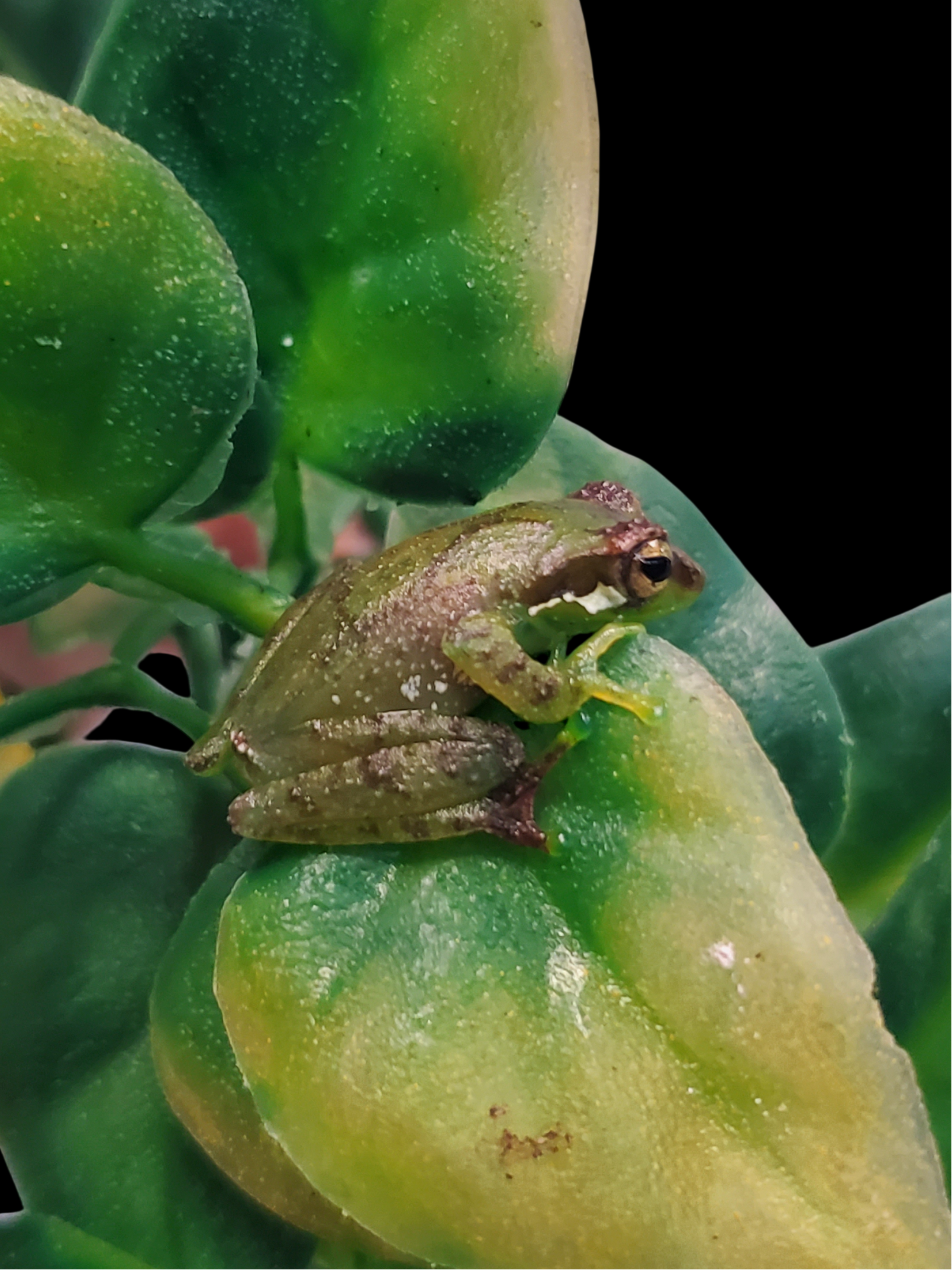 Slender Legged Bush Frog