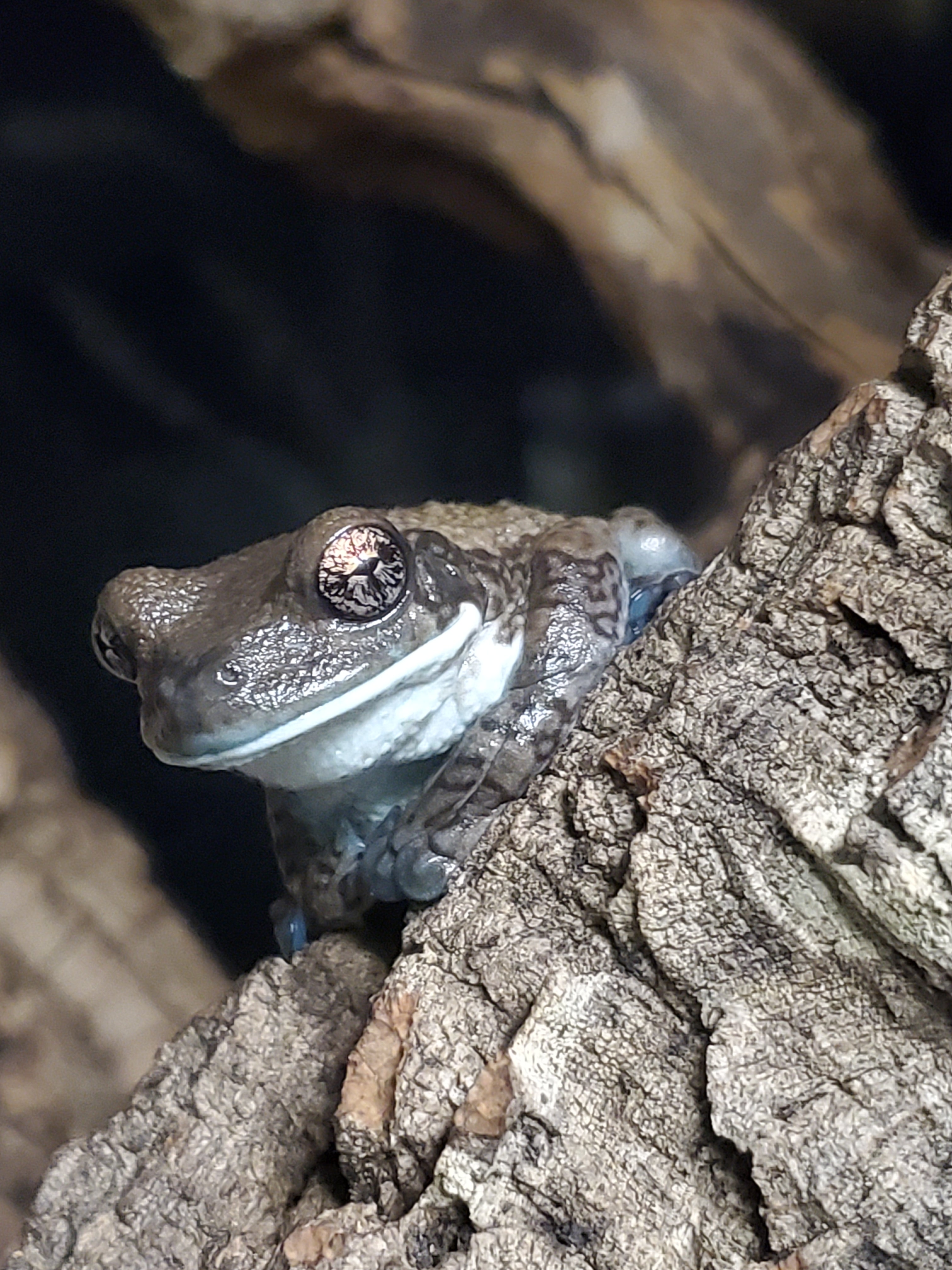 Veined Milk Frog (Trachycephalus typhonius)