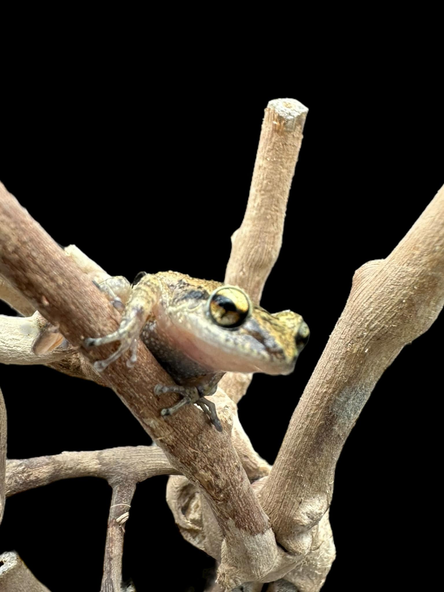 Lesser Antillean Whistling frog