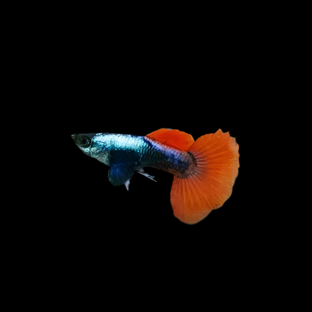 Dumbo Platinum Red Tail Guppy (Males Only)