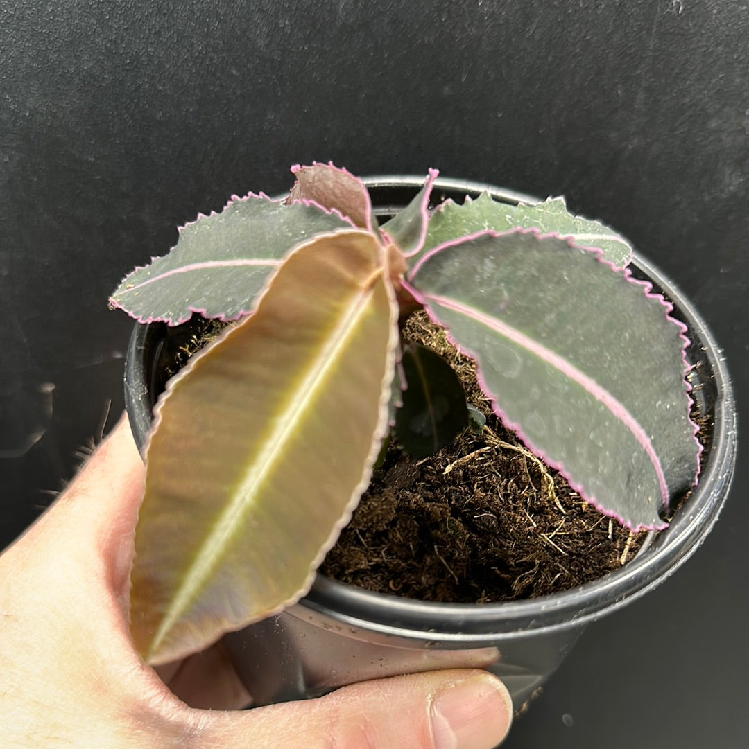 Labisia pumila Electric Pink