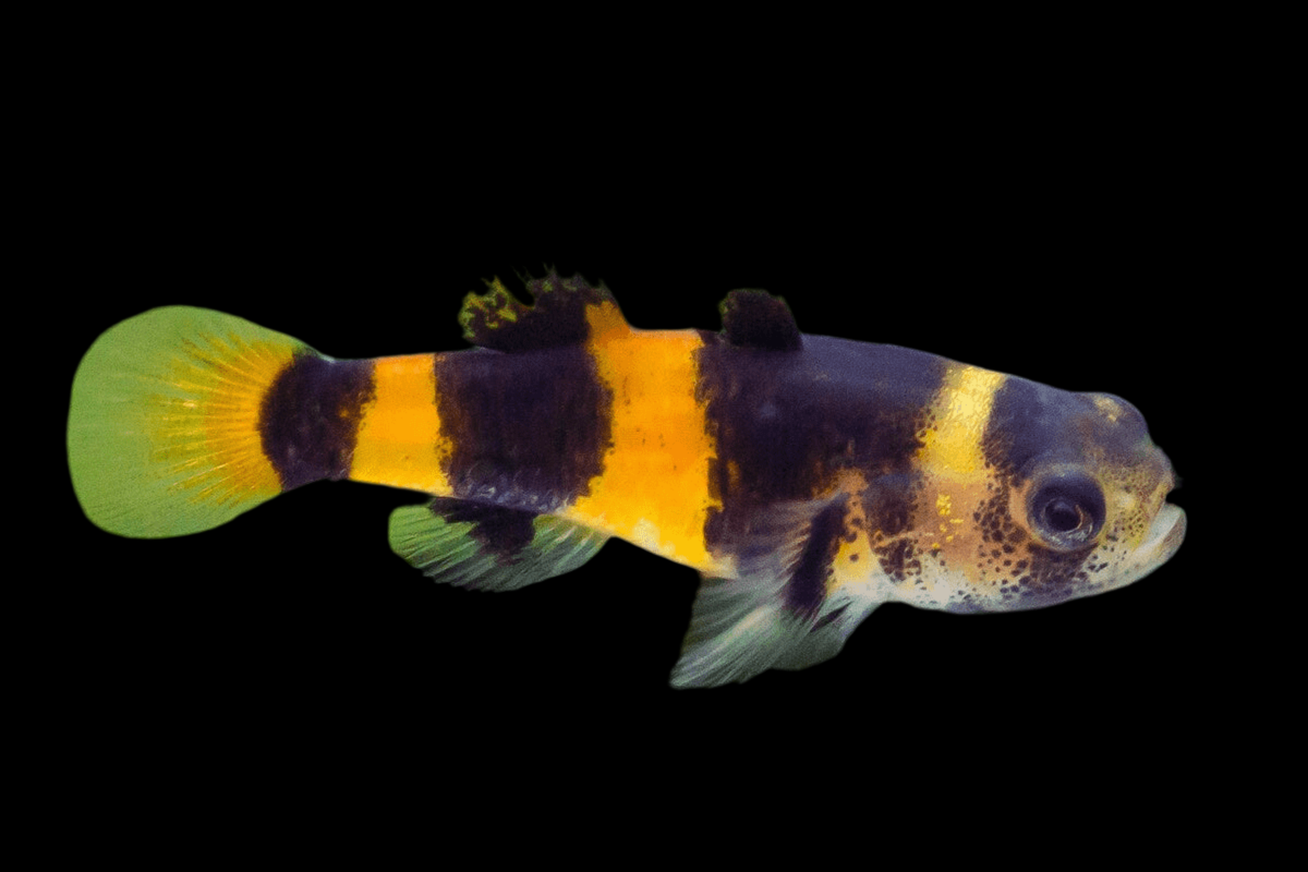 Bumblebee Goby