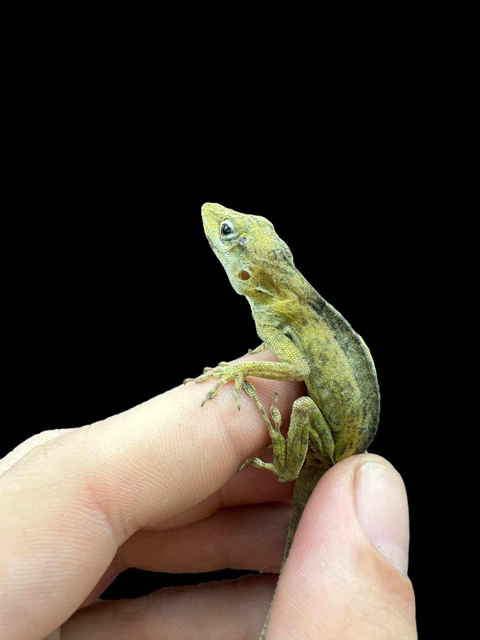 Anguilla Anole