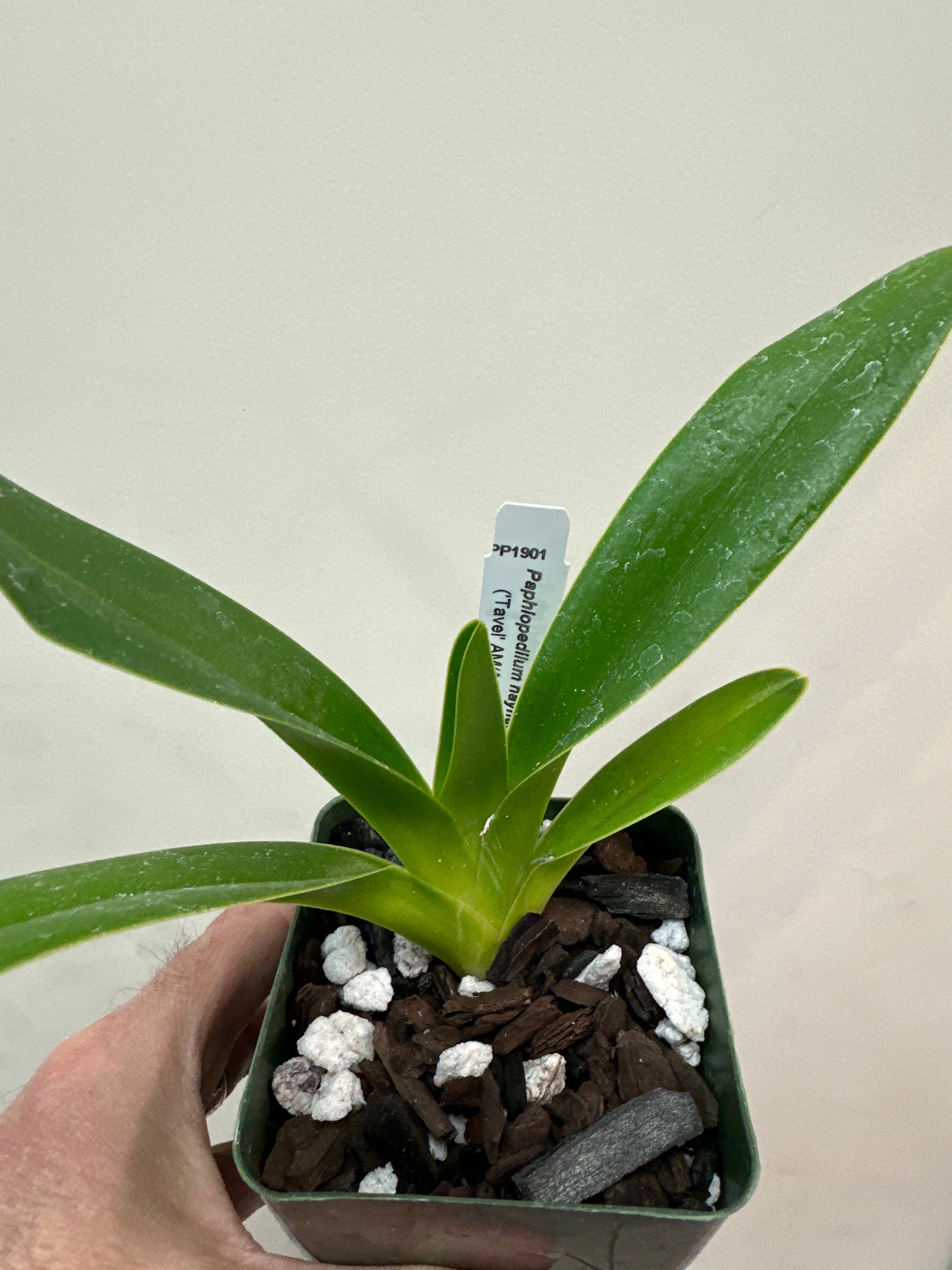 Paphiopedilum haynaldianum