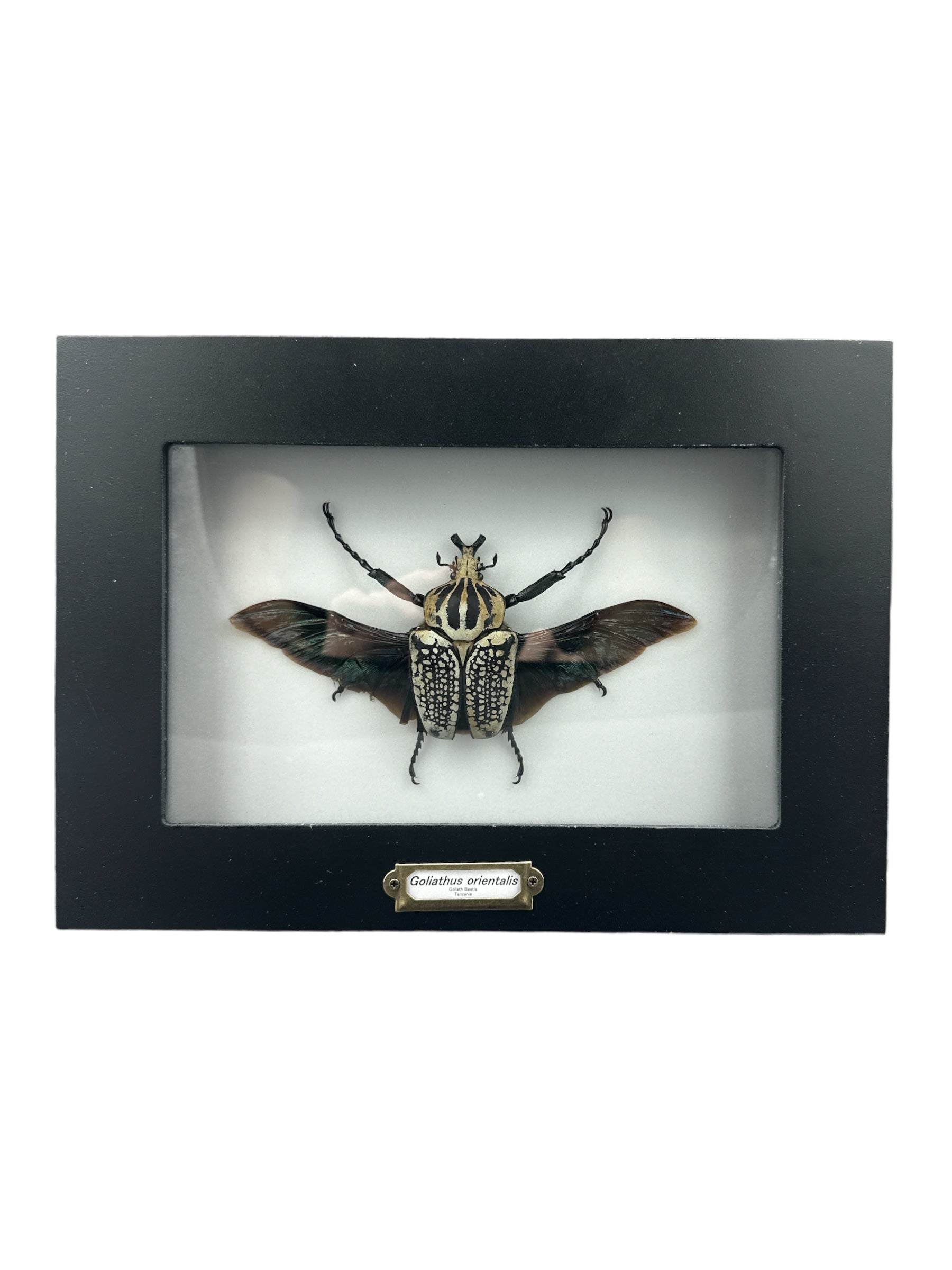 Goliath Beetle - Wing Open LG (Goliathus orientalis) - 5x9" Frame