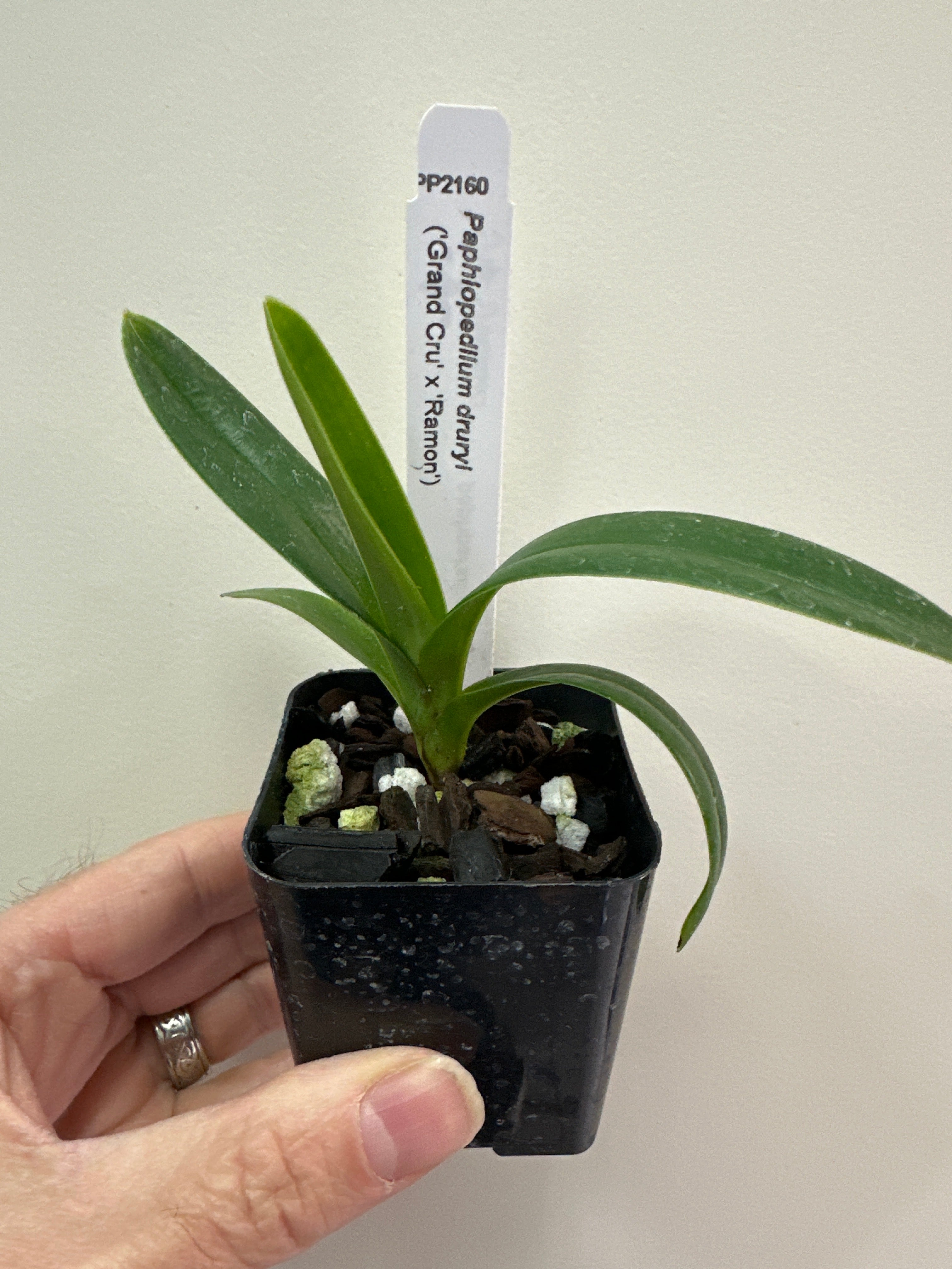 Paphiopedilum druryi