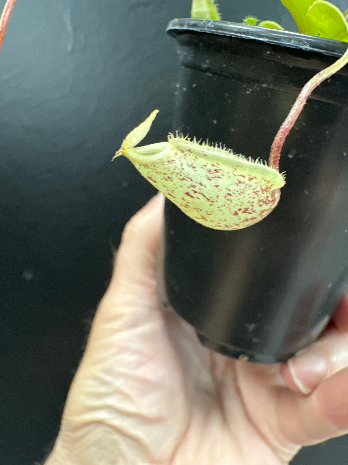 Nepenthes ampullaria x rafflesiana