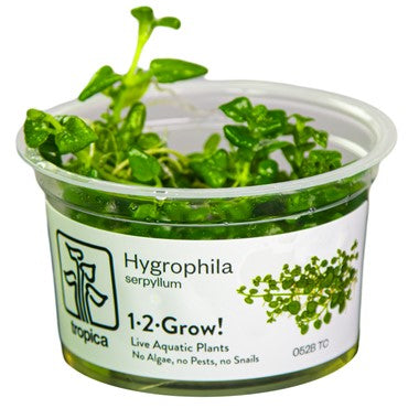 Tropica Hygrophila serphyllum 1-2-Grow