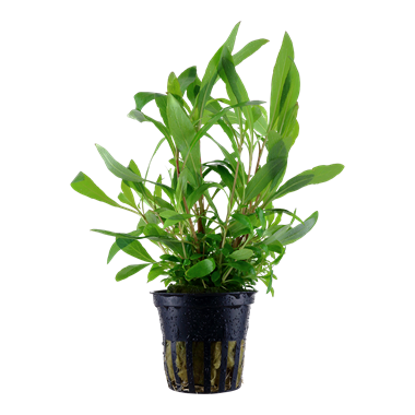Hygrophila corymbosa 'Siamensis 53B' - Potted