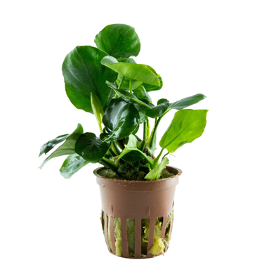 Anubias gracilis