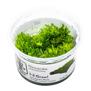 Tropica Riccardia chamedryfolia 1-2-Grow