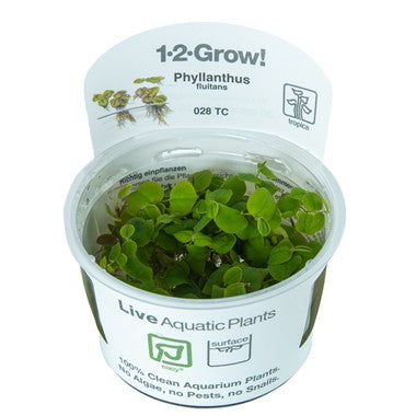 Tropica Phyllanthus fluitans 1-2-Grow