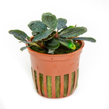Tropica Bucephalandra sordida "Blue"