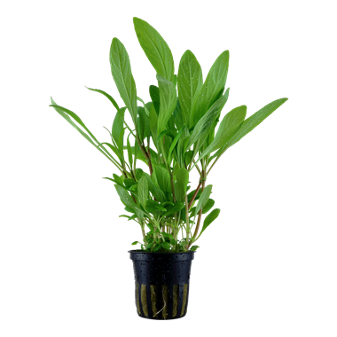 Tropica Hygrophila costata - Potted