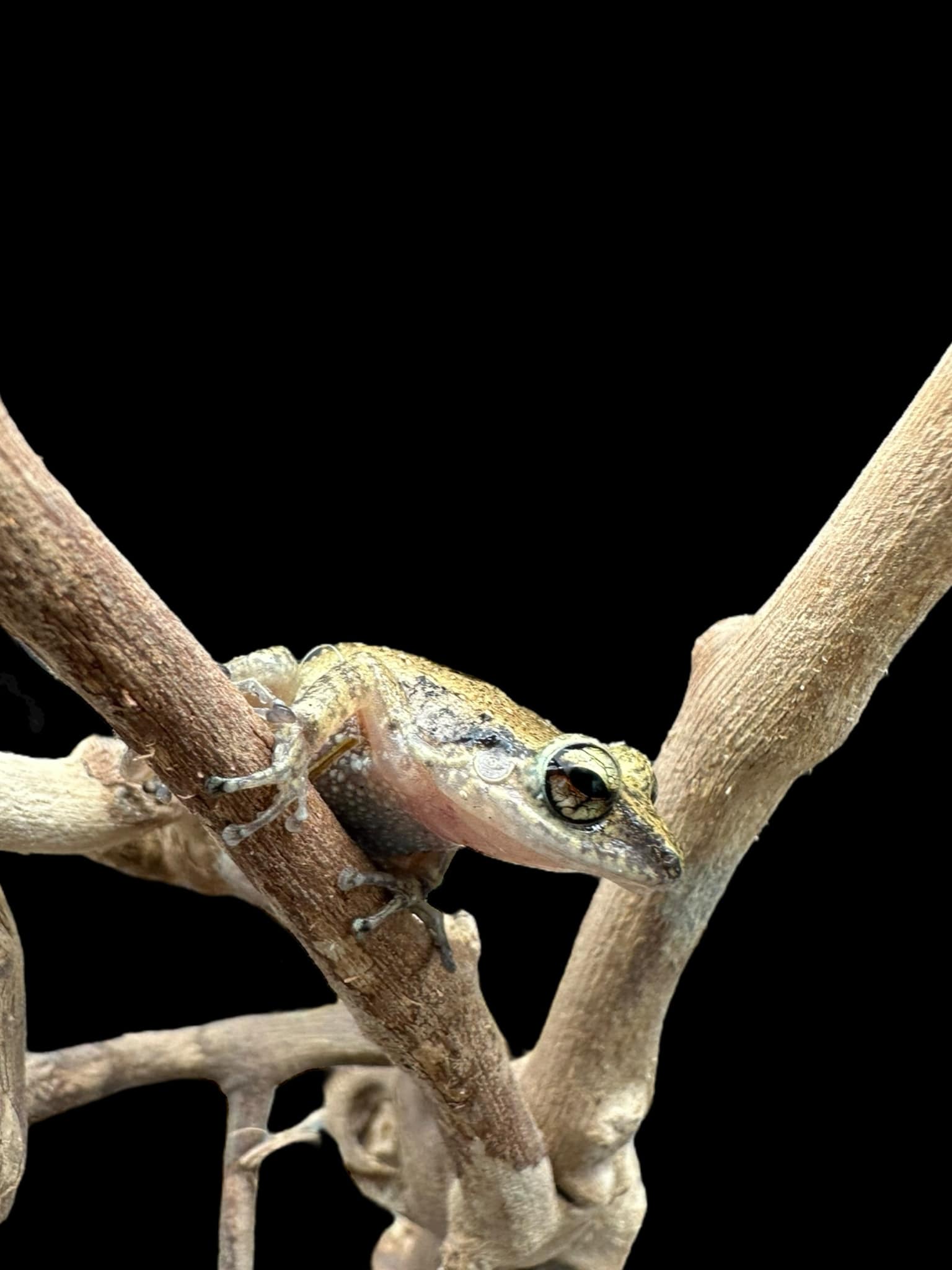 Lesser Antillean Whistling frog