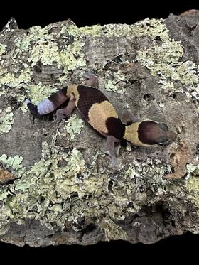 African Fat Tail Gecko (Normal)