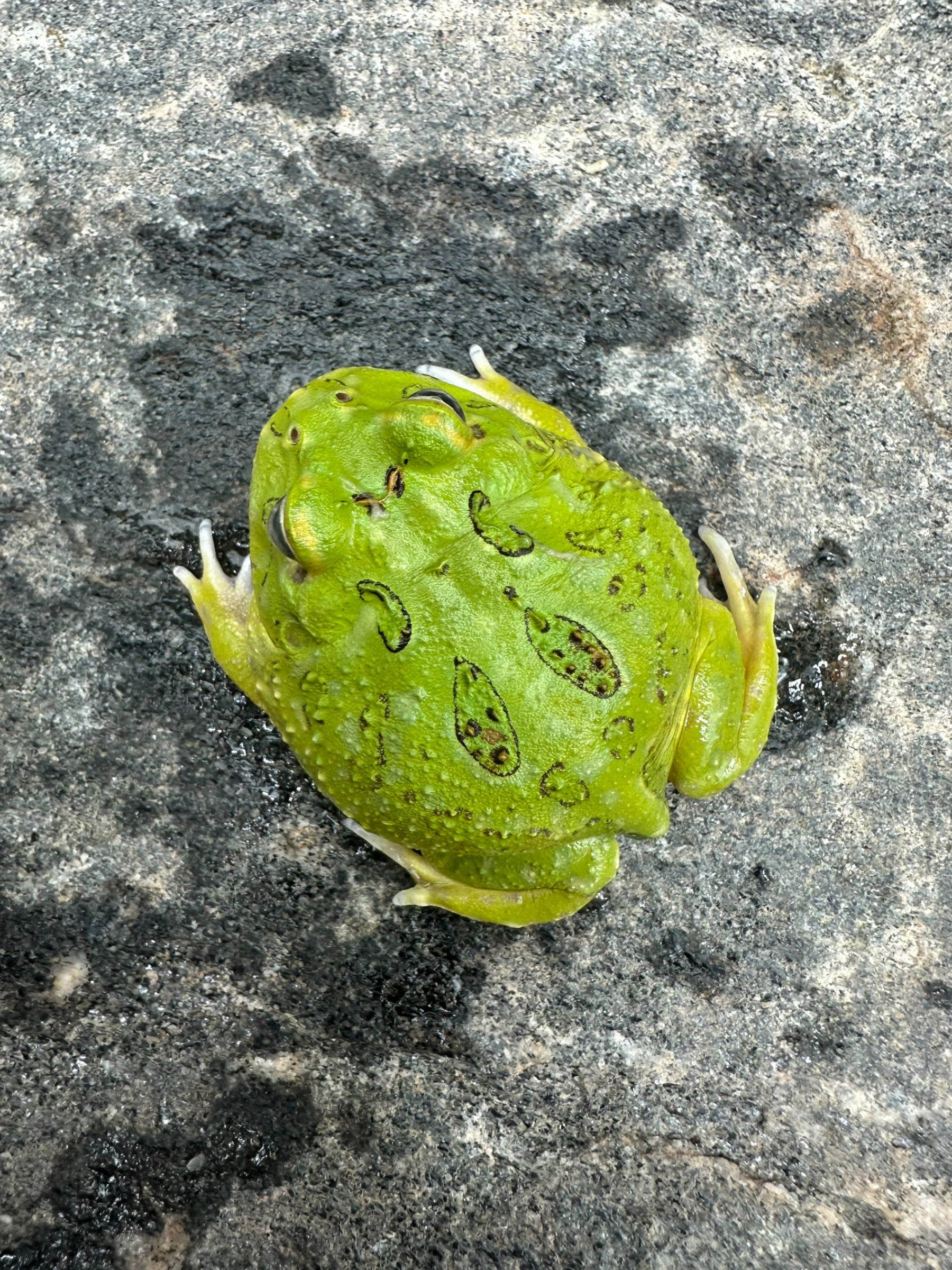 Pacman Frog (Matcha) CBB