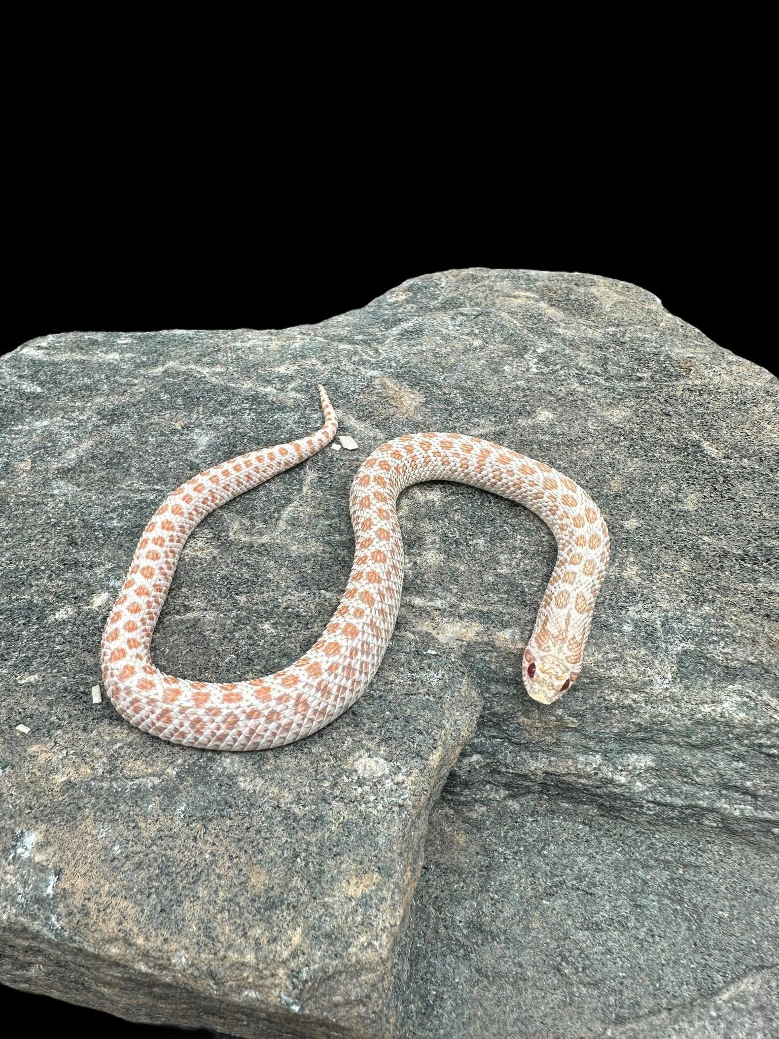 Western Hognose Snake (Albino Super Arctic) CBB