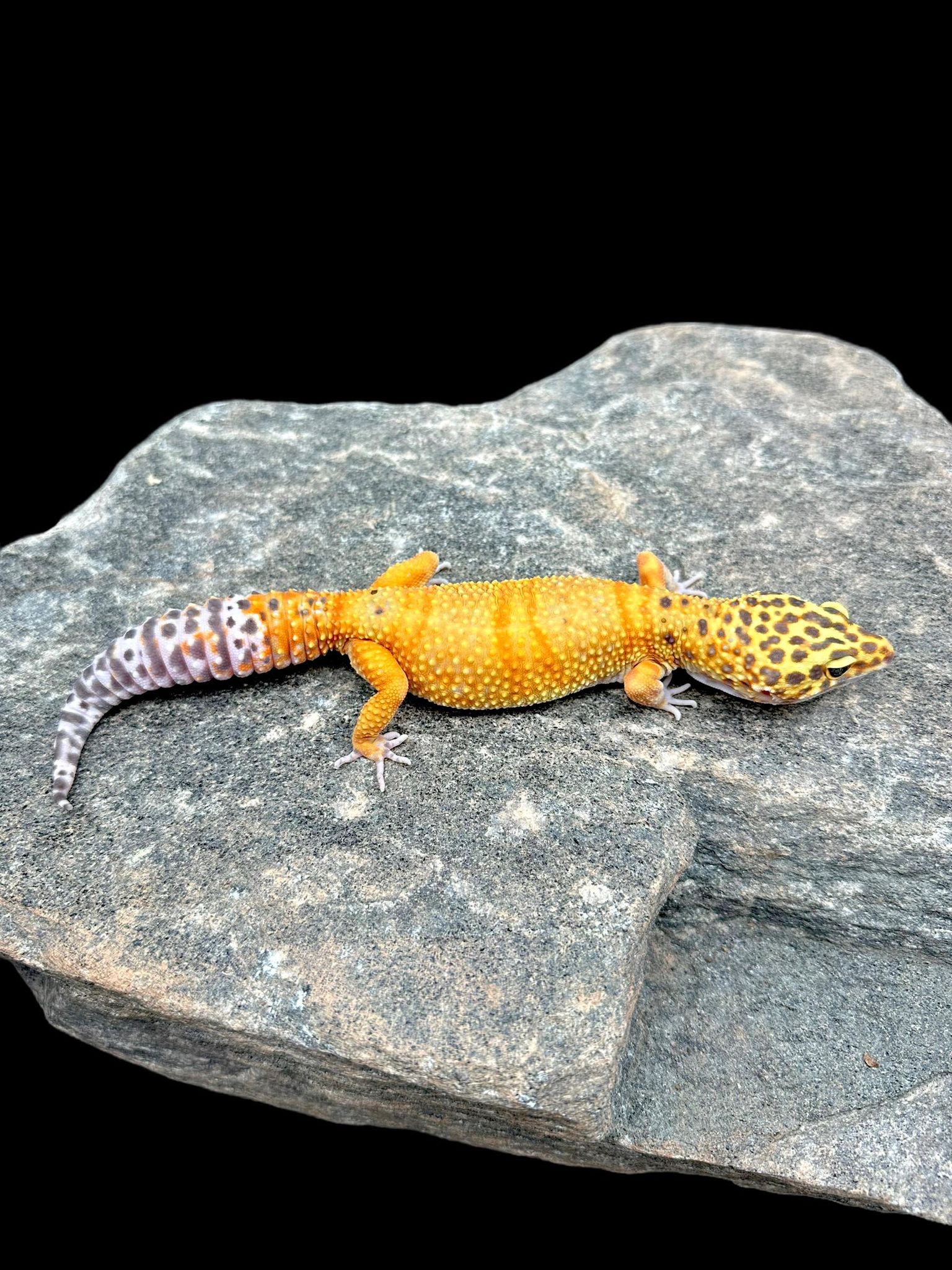 Leopard Gecko (Blood Emerine)