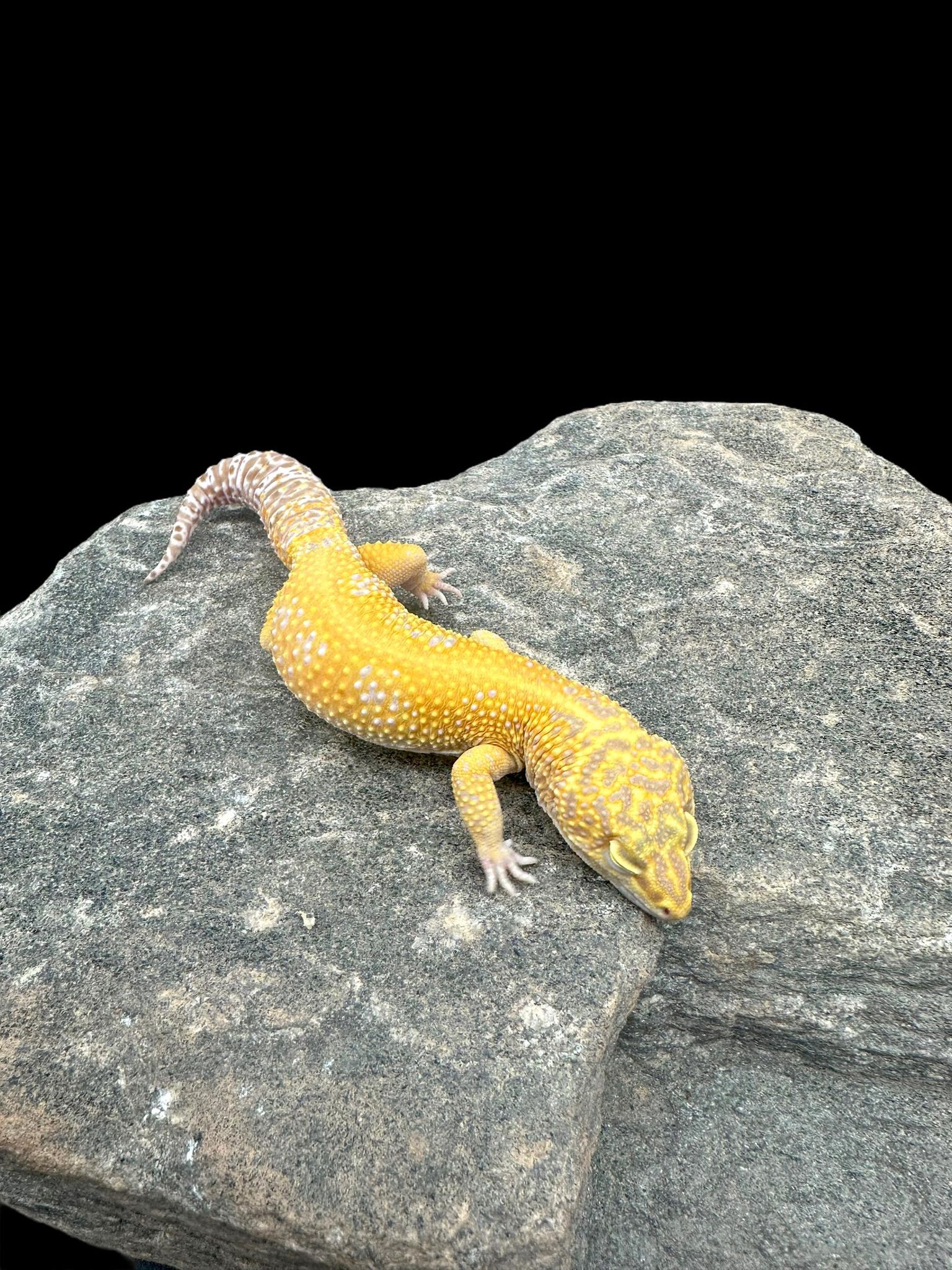 Leopard Gecko (Blood Bell Sunglow) Adult CBB