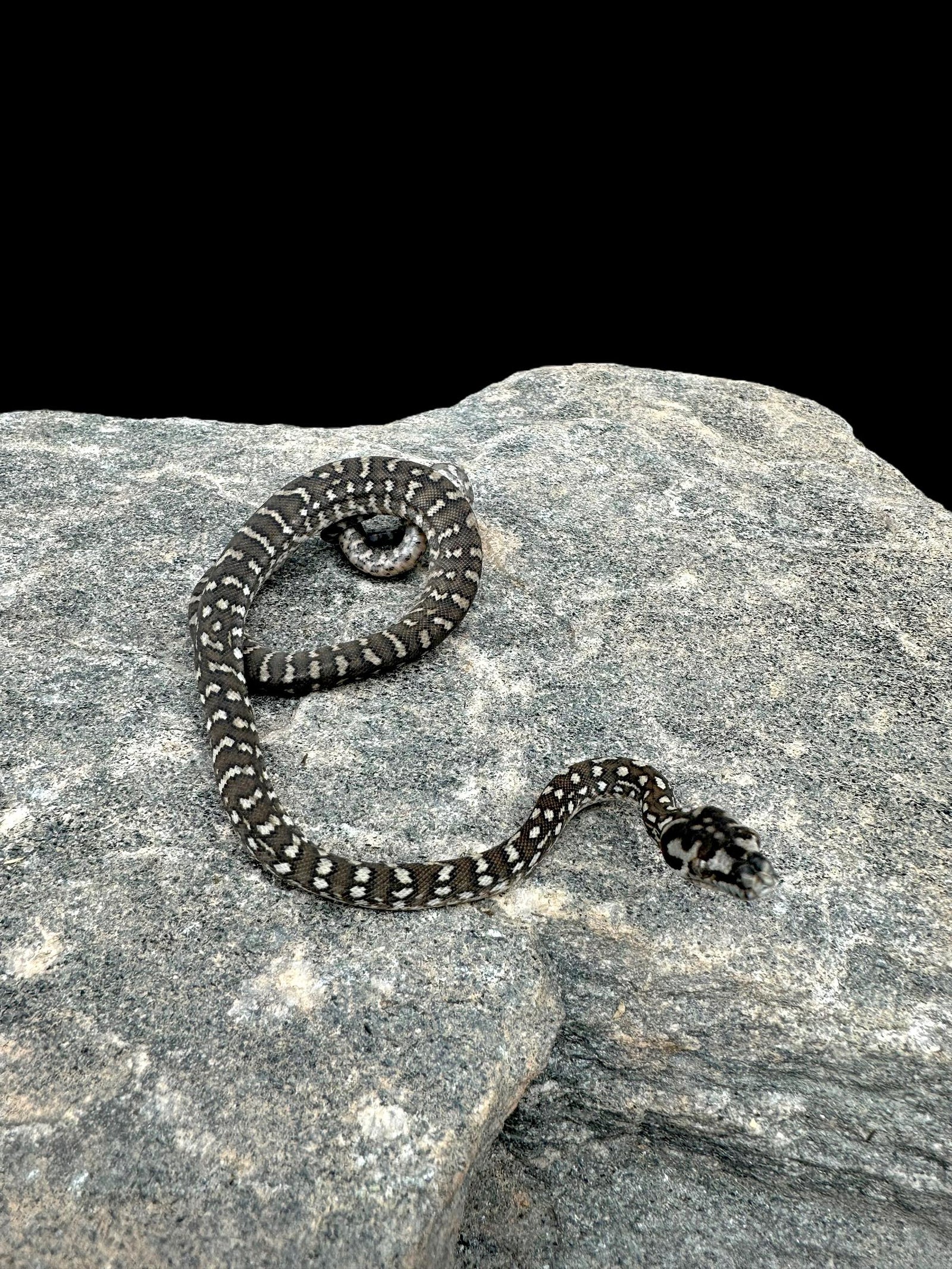 Reptile - Livestock/All Snakes/All Pythons/Carpet Pythons