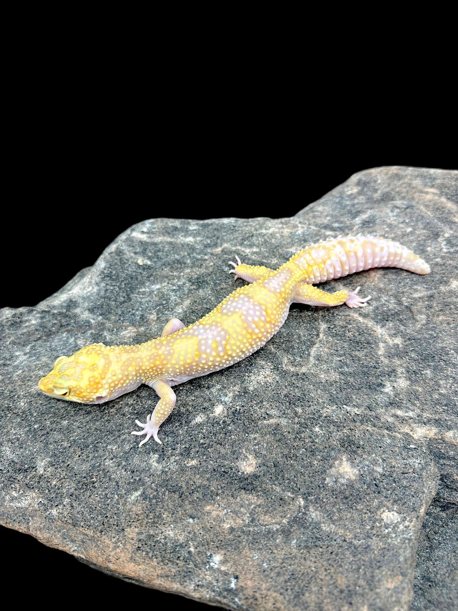 Leopard Gecko (Goblin)