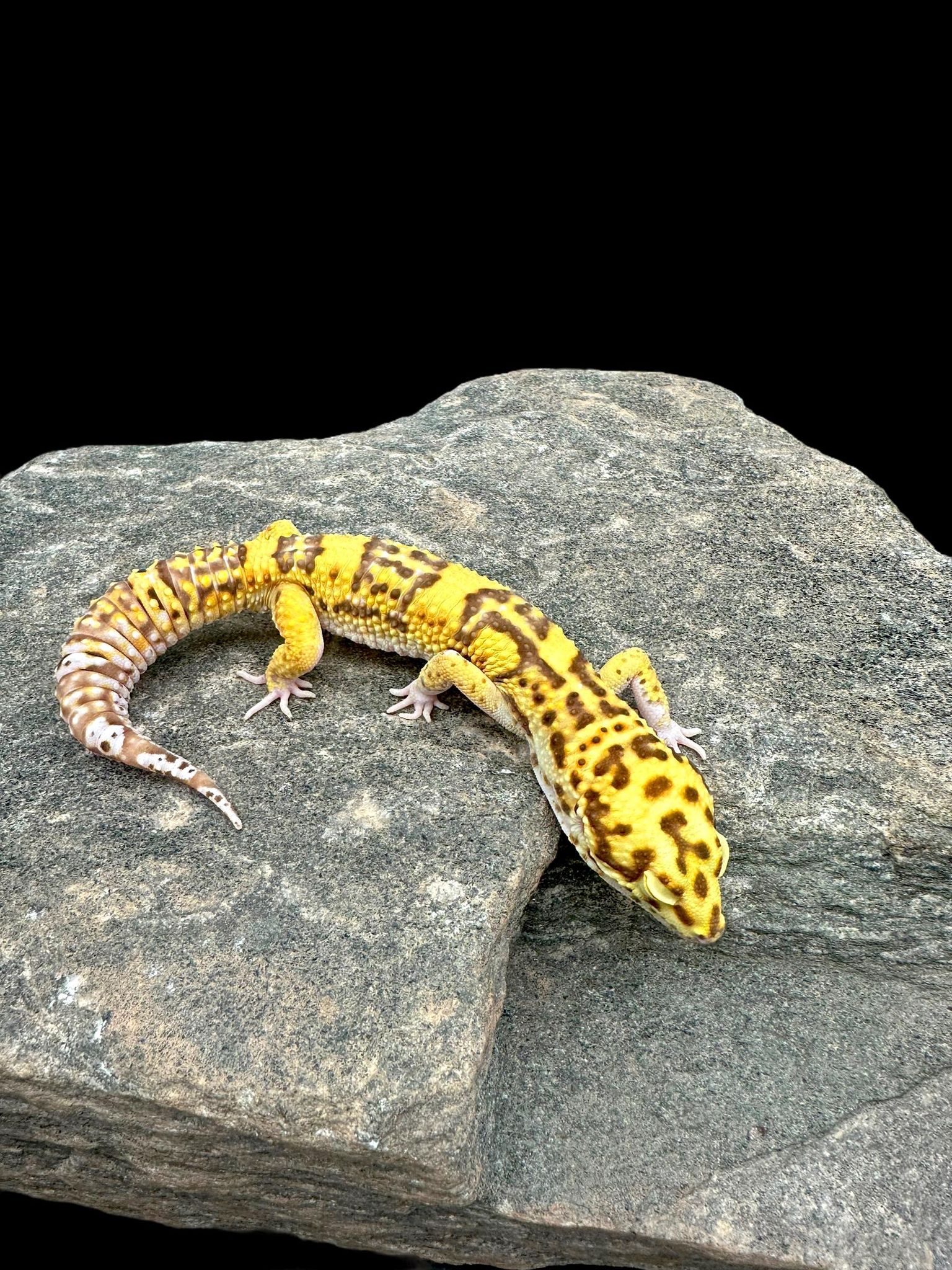 Leopard Gecko (RADAR) Adult CBB
