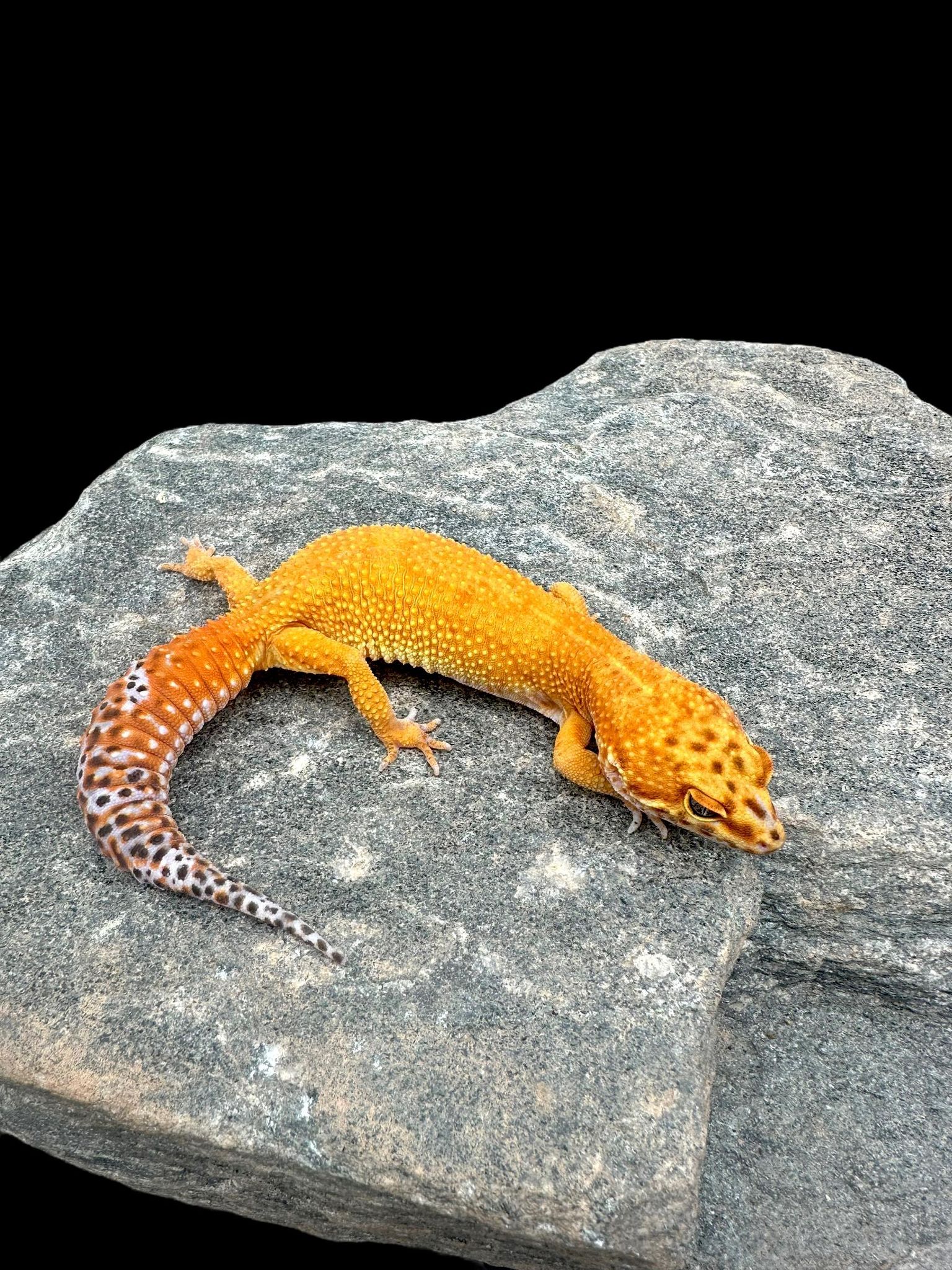 Leopard Gecko (Inferno Tangerine) Adult CBB