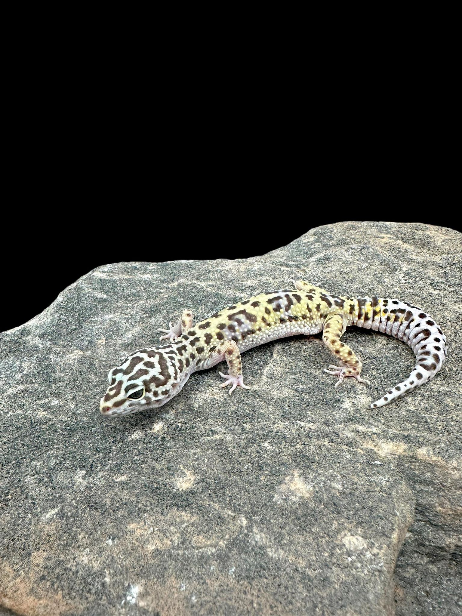 Leopard Gecko (TUG Snow) CBB