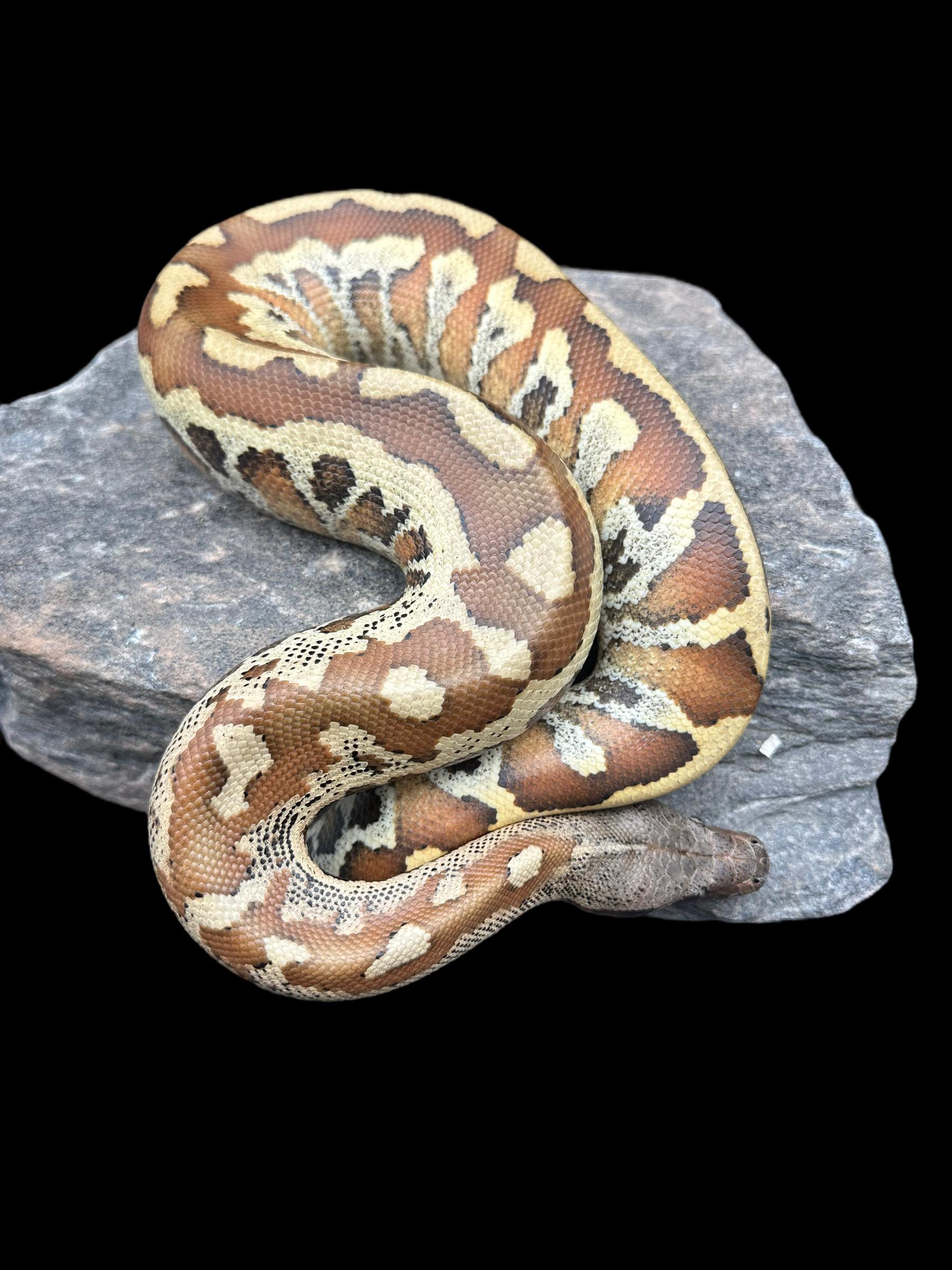 Blood Python (Matrix Poss Het T+) Male