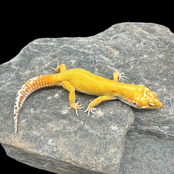 Leopard gecko pellets best sale