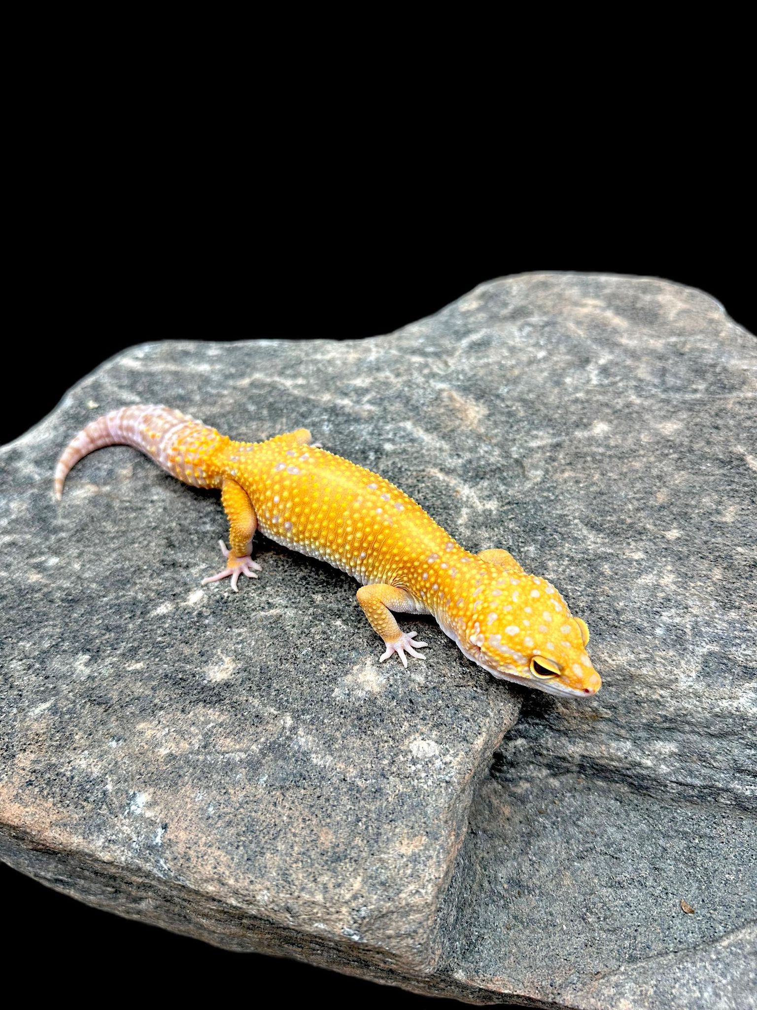 Leopard Gecko (Firewater) Adult CBB