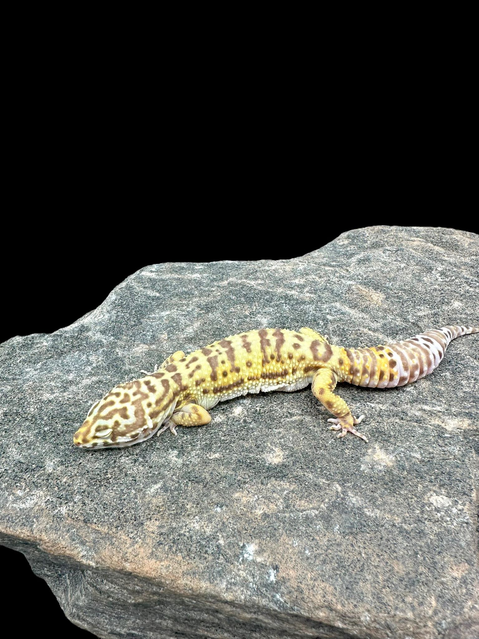 Leopard Gecko (Mack Snow Bell Albino) Adult CBB
