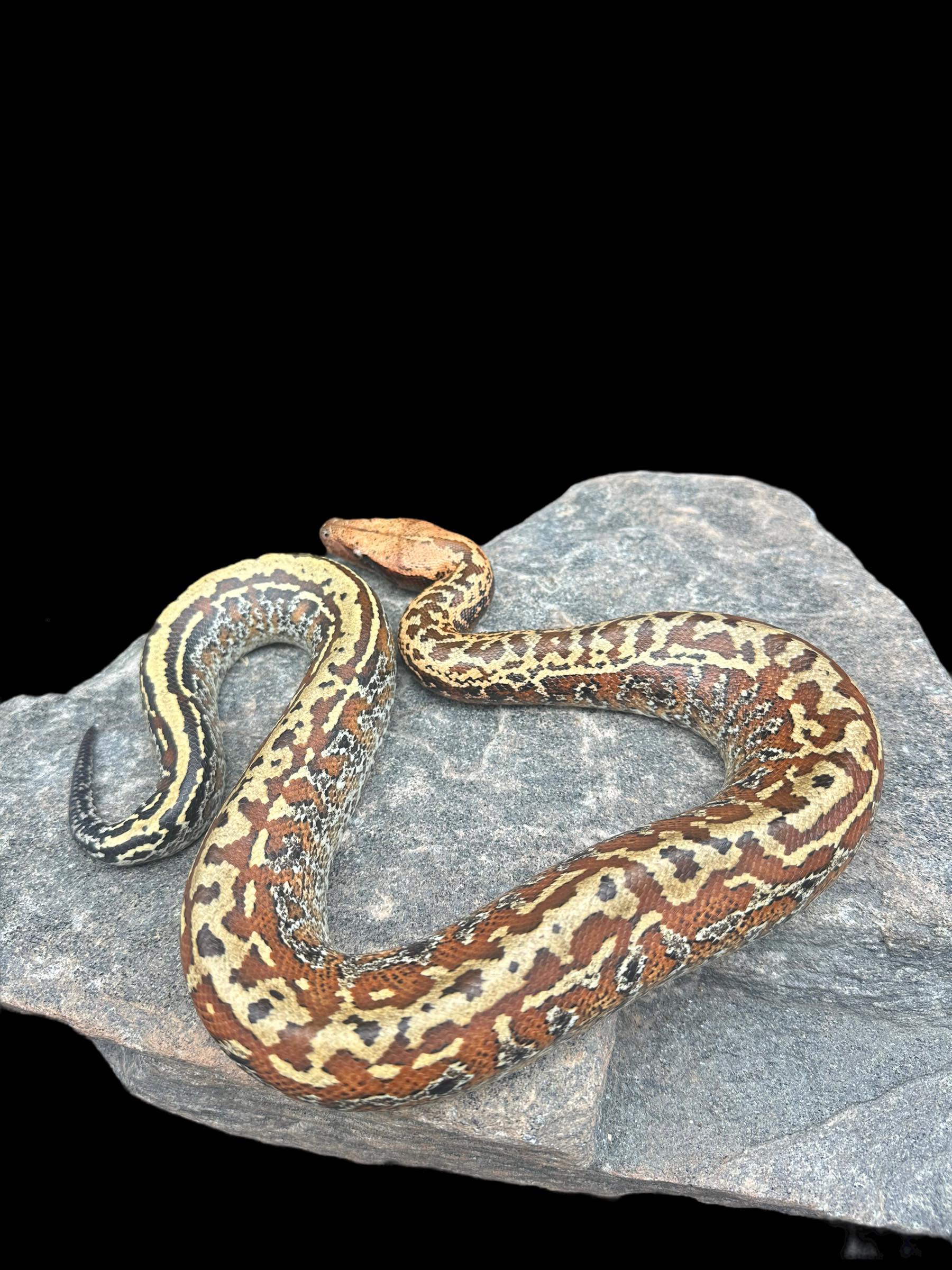 Clove Red Python Blood Python (Batik 100% Het T+) Male