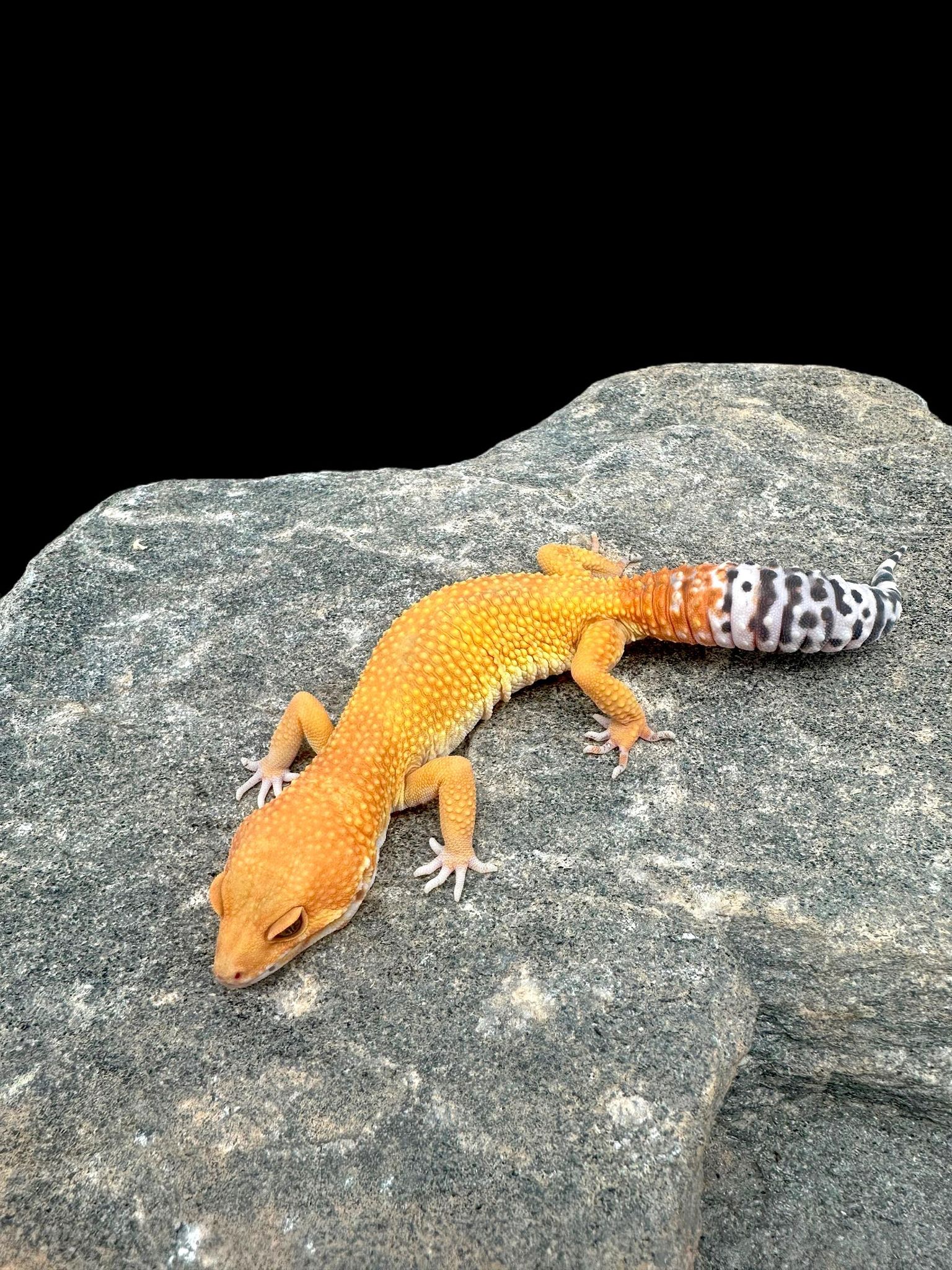 Leopard Gecko (Electric Tangerine)