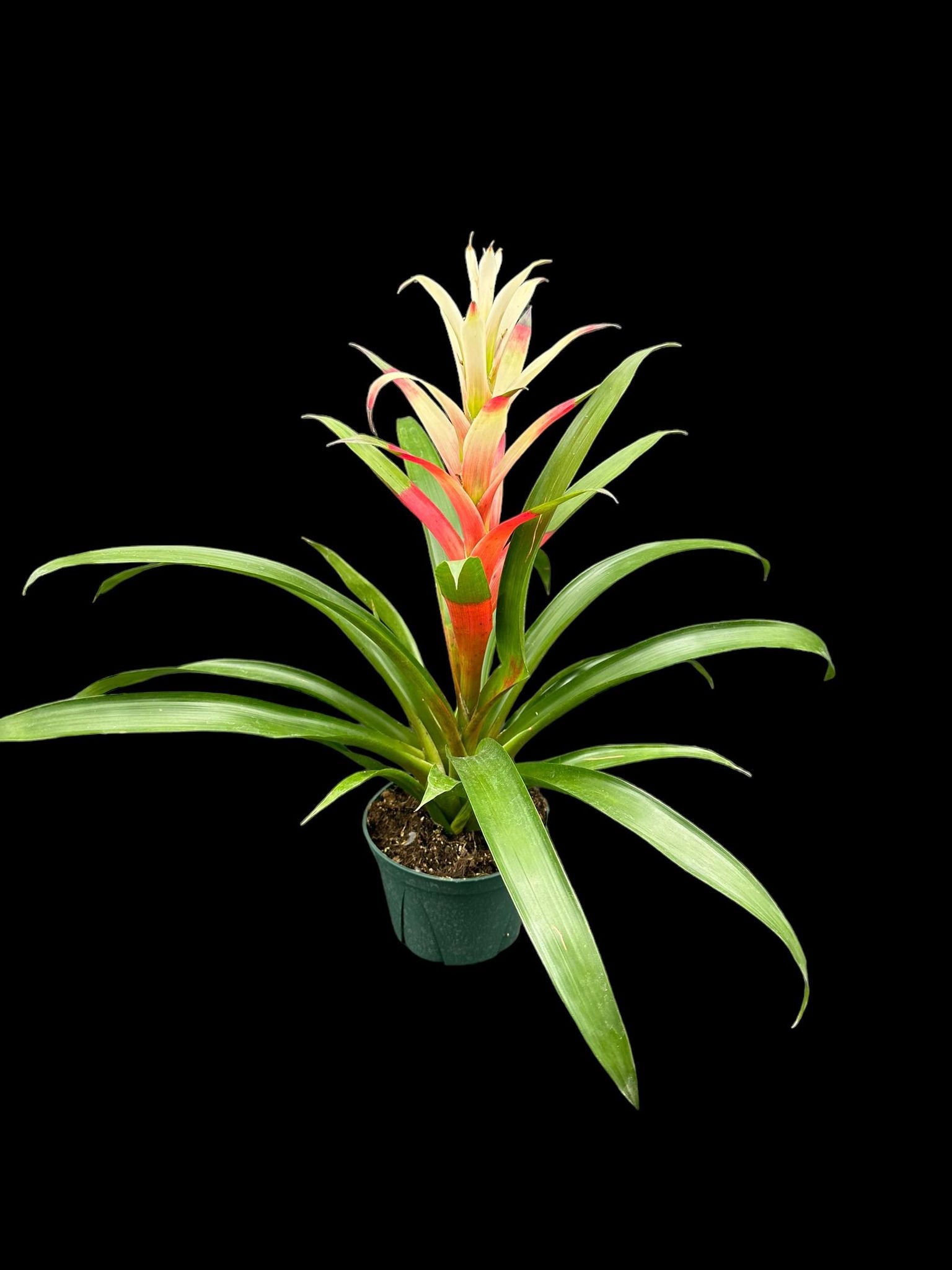 Guzmania ‘Kay'