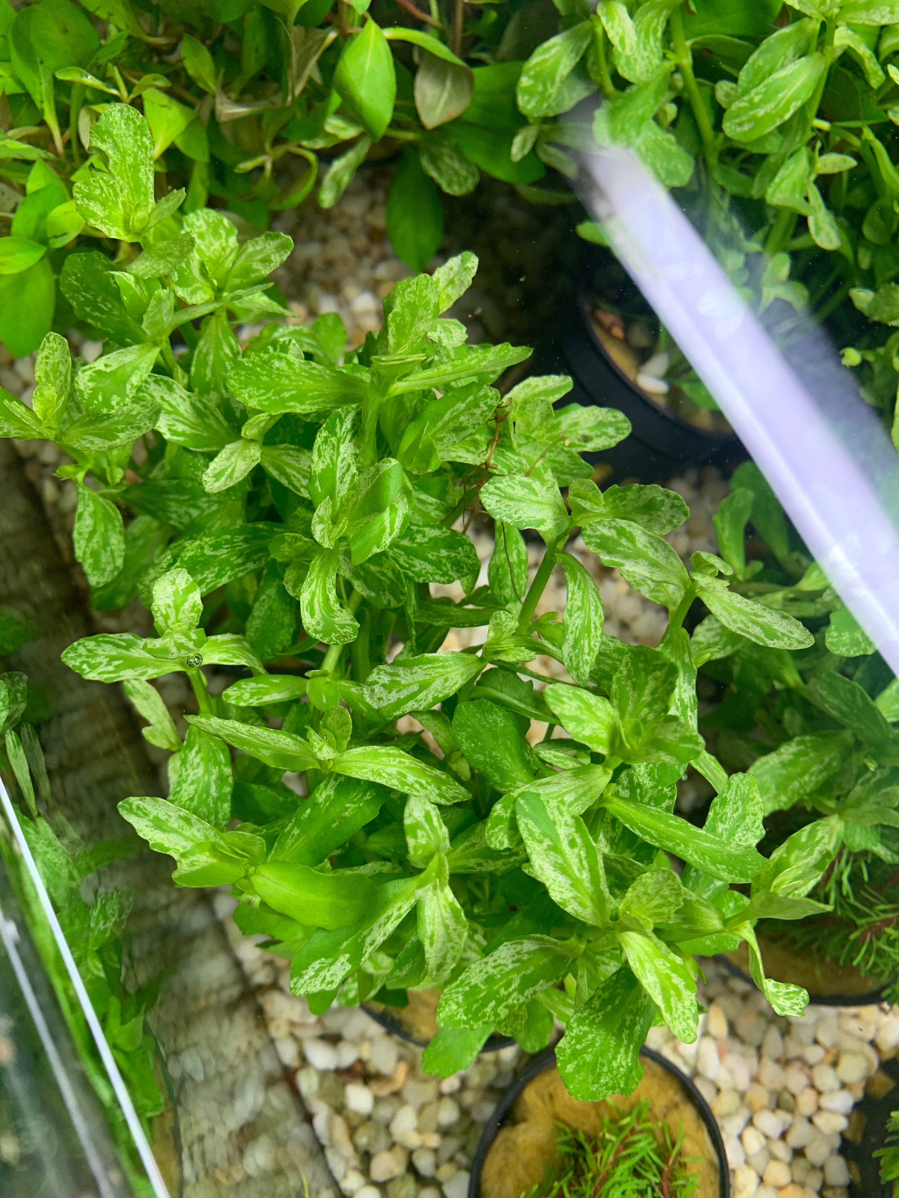 Bacopa monnieri 'Variegatus' - Potted