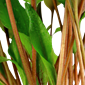 Tropica Cryptocoryne undulata "Broad Leaf"