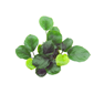 Anubias gracilis