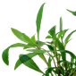 Hygrophila corymbosa 'Siamensis 53B' - Potted
