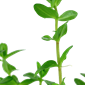 Tropica Bacopa carolinianan - Potted