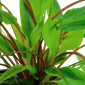 Tropica Cryptocoryne wendtii 'Green