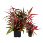 Tropica Alternanthera reineckii 'Pink' XL Potted