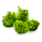 Tropica Riccardia chamedryfolia 1-2-Grow
